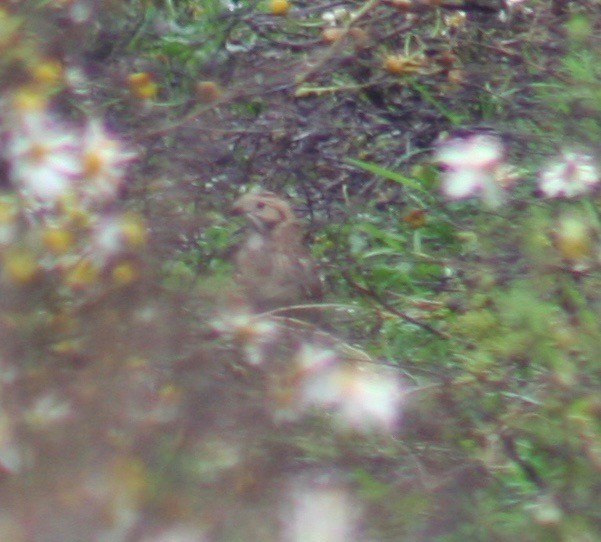 Lapland Longspur - ML39063631