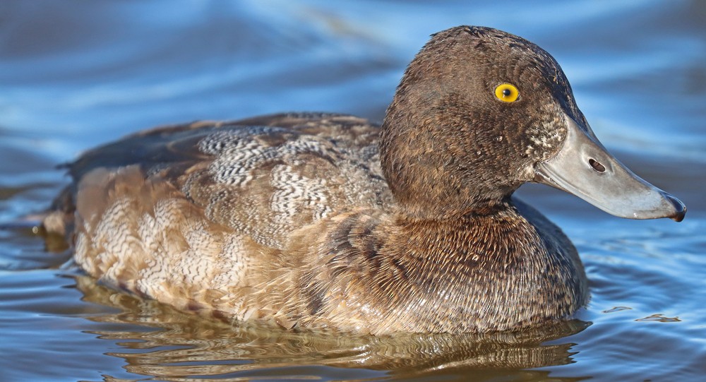 Lesser Scaup - ML390636421