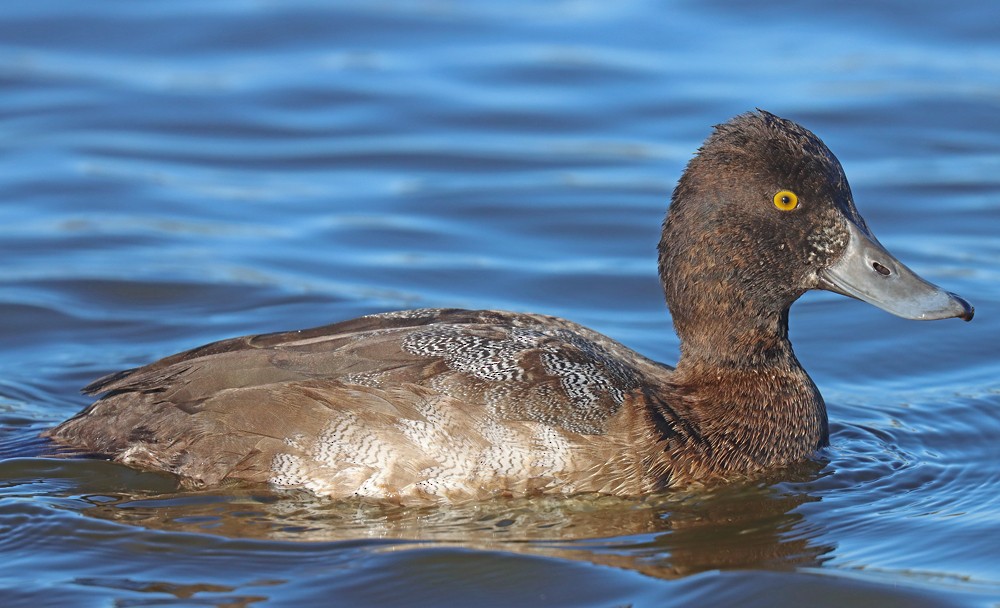 Lesser Scaup - ML390636431