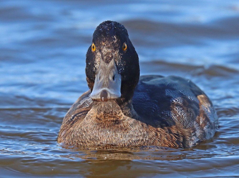 Lesser Scaup - ML390636441