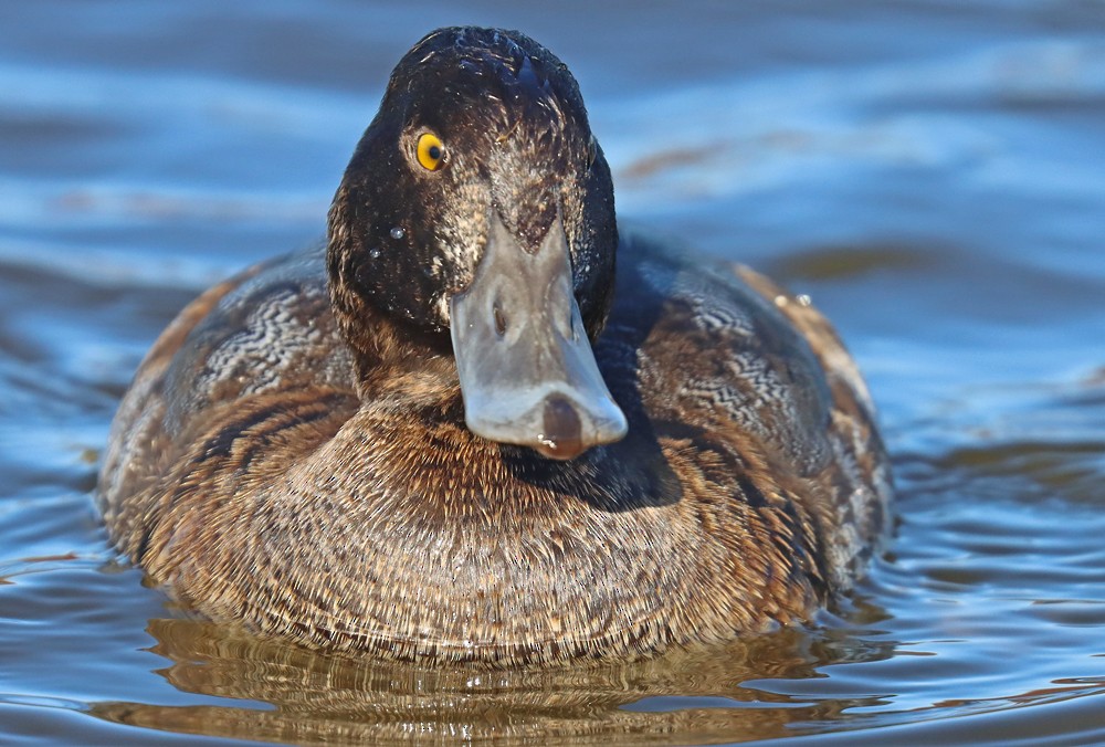 Lesser Scaup - ML390636451