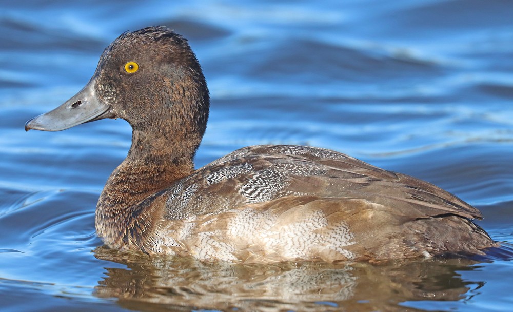 Lesser Scaup - ML390636461