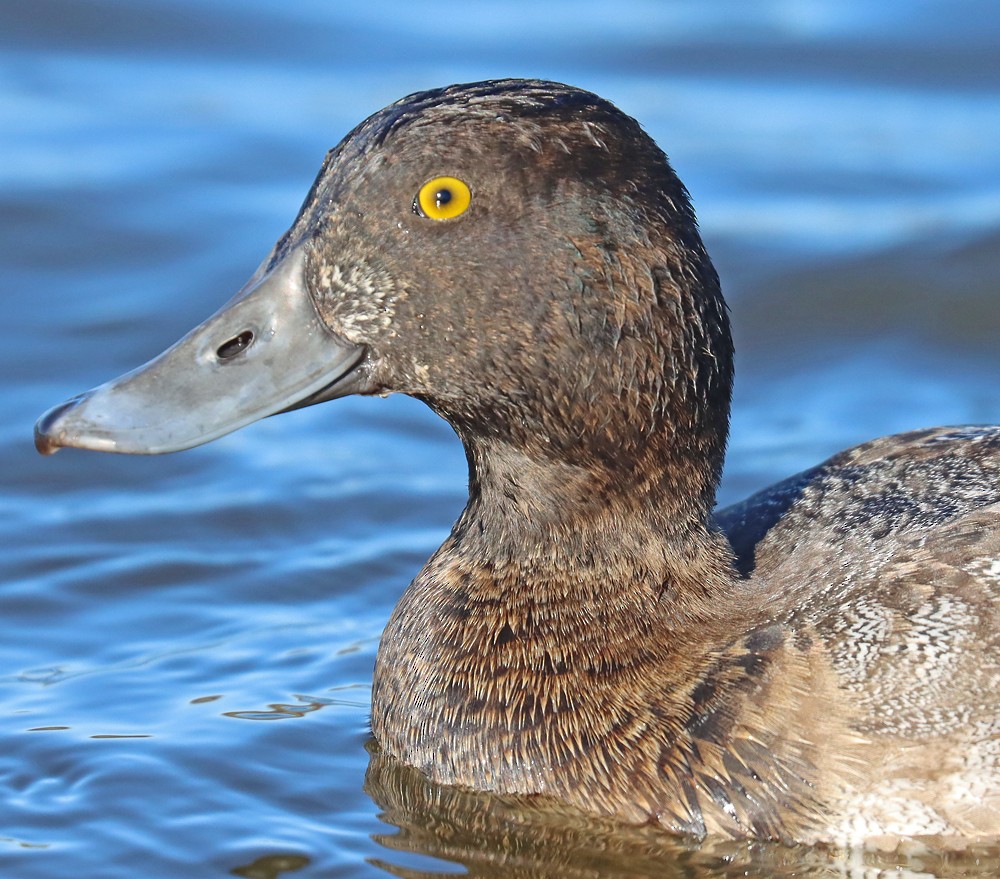 Lesser Scaup - ML390636471