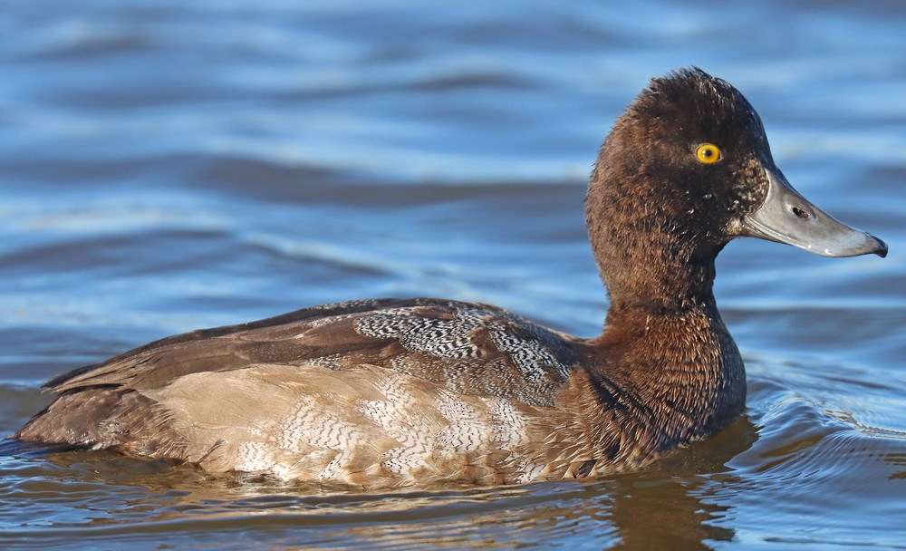 Lesser Scaup - ML390636481