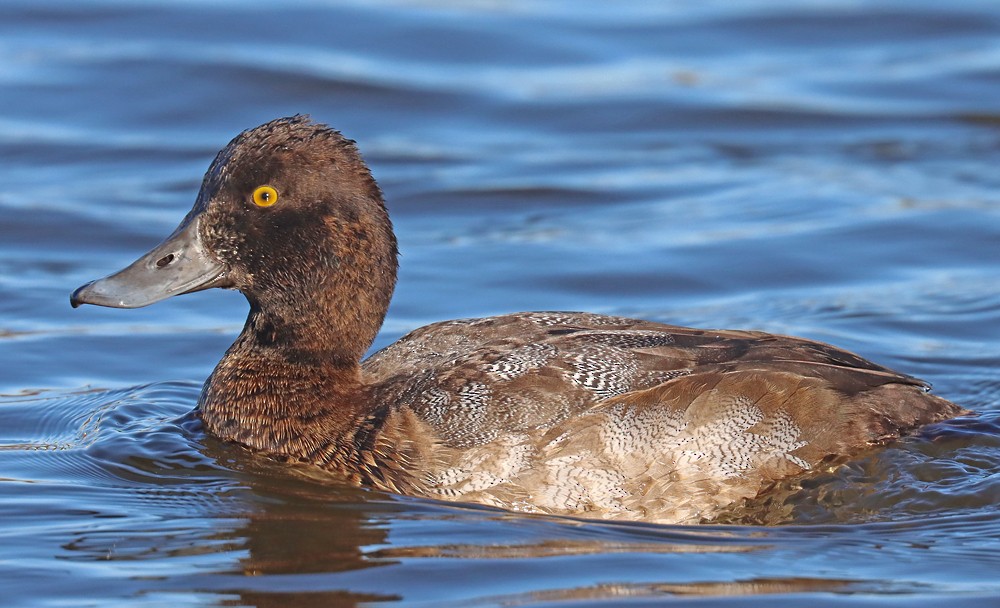 Lesser Scaup - ML390636501
