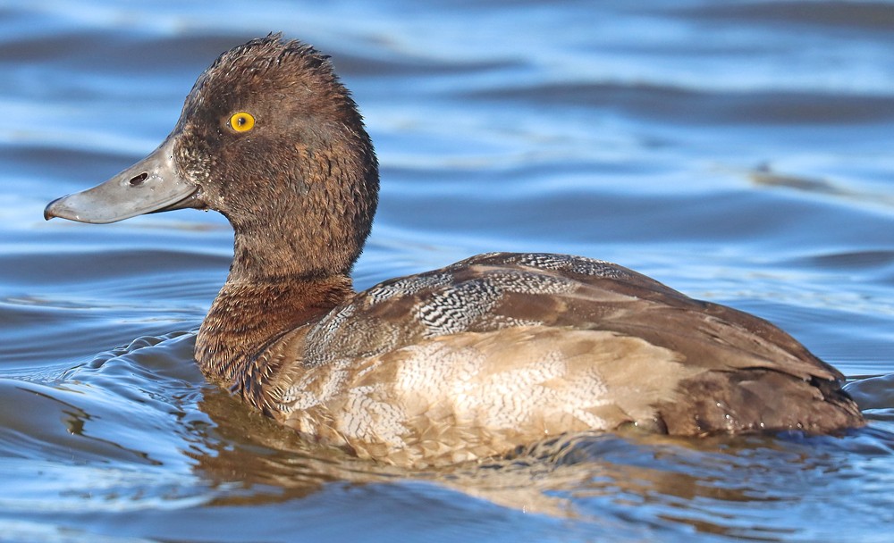 Lesser Scaup - ML390636511