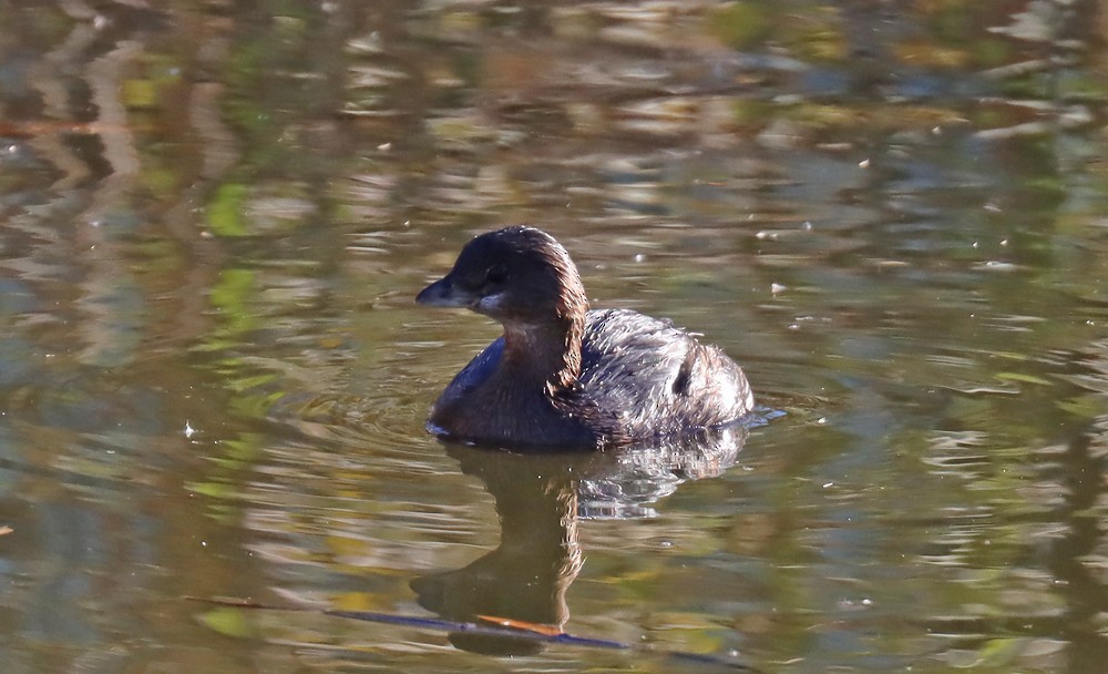 Pied-billed Grebe - ML390636601