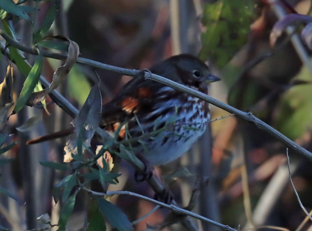 Fox Sparrow - ML390636831