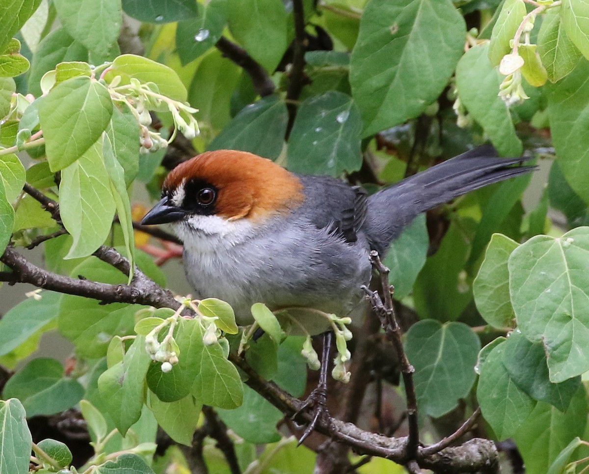 Apurimac Brushfinch - ML390637001