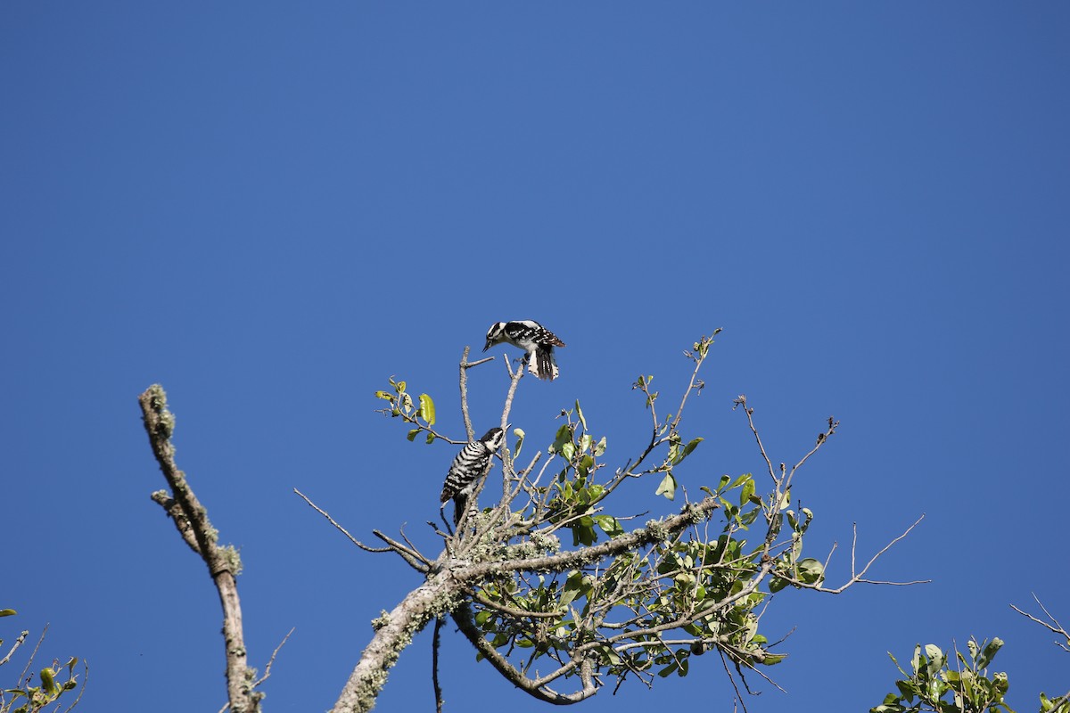 Downy x Ladder-backed Woodpecker (hybrid) - ML390641131