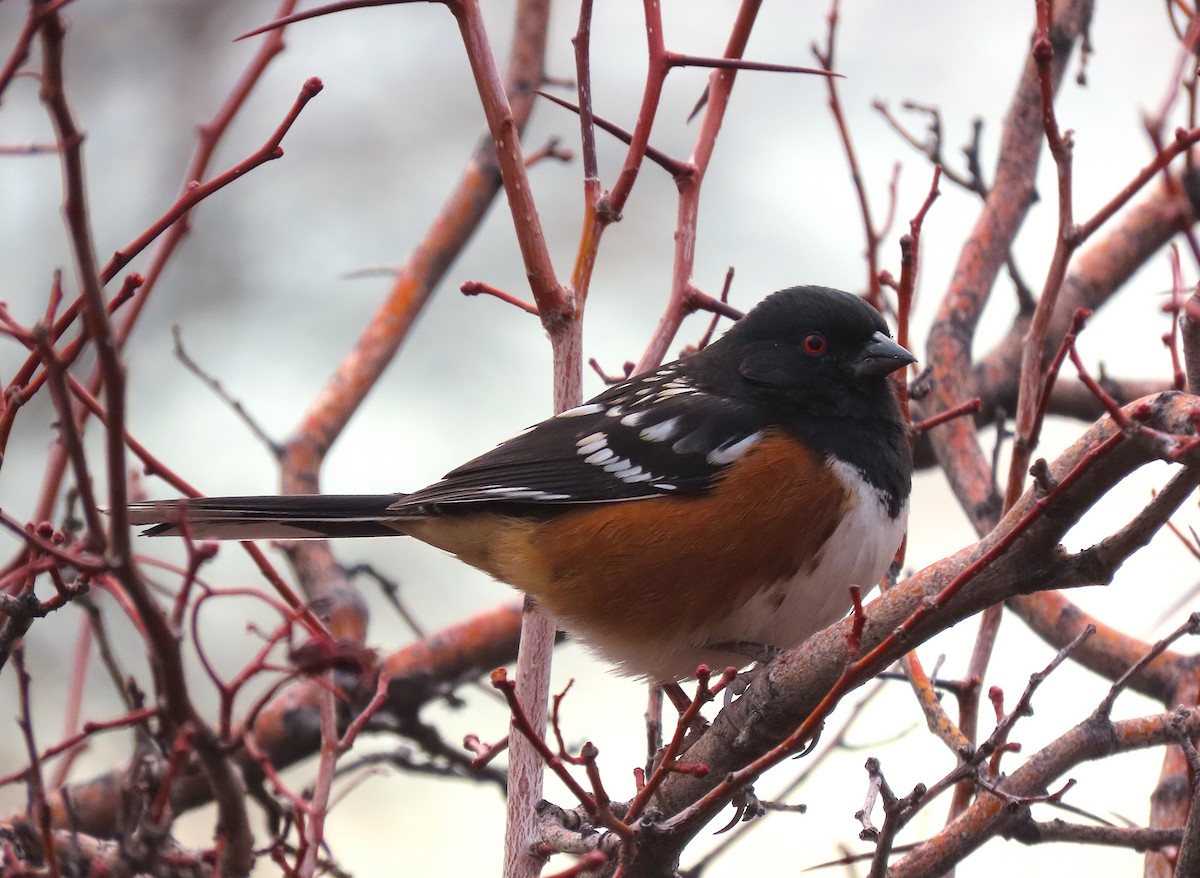 Spotted Towhee - ML390642971
