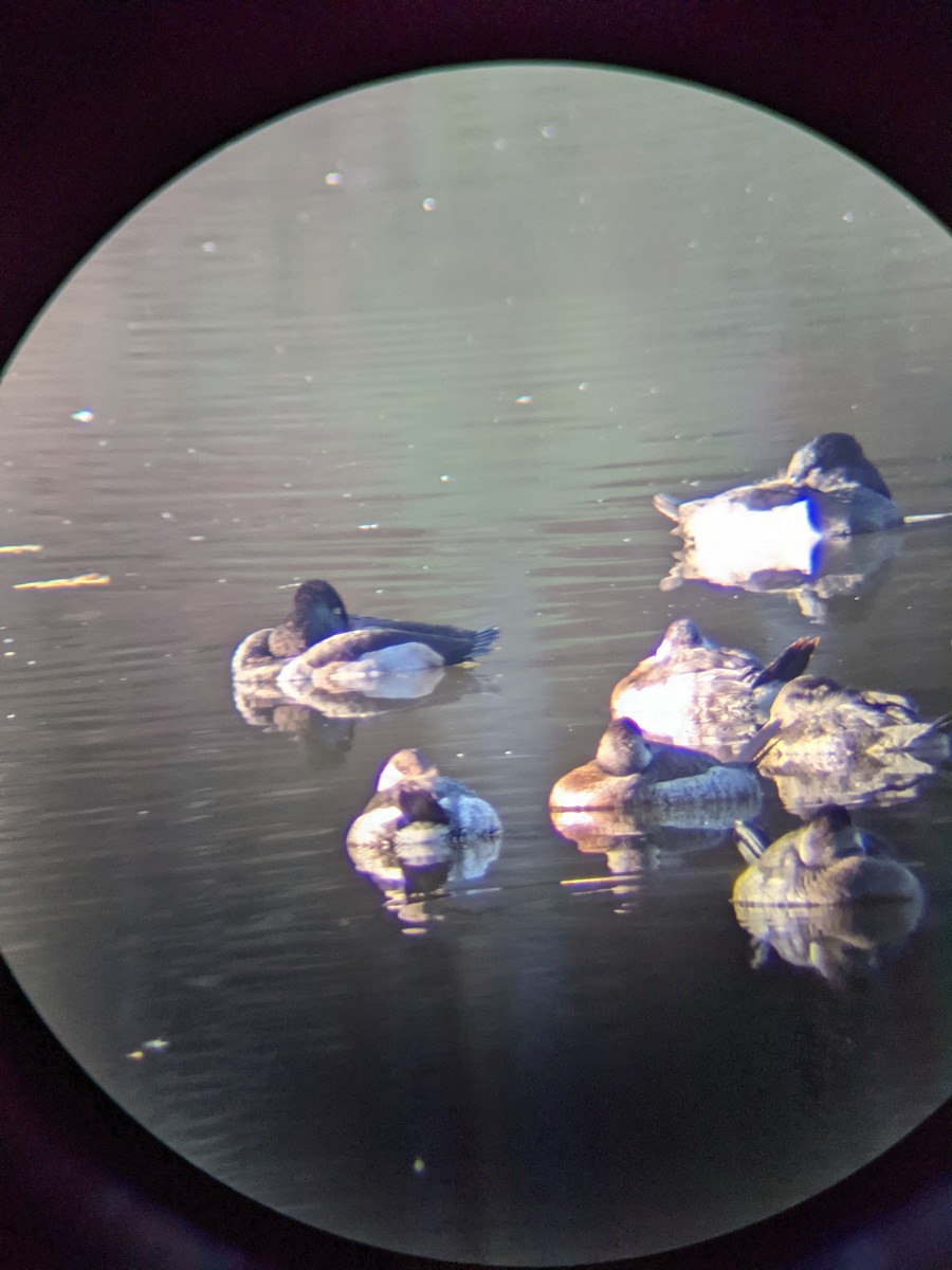 Ruddy Duck - ML390643611