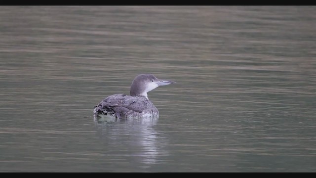 Common Loon - ML390645051