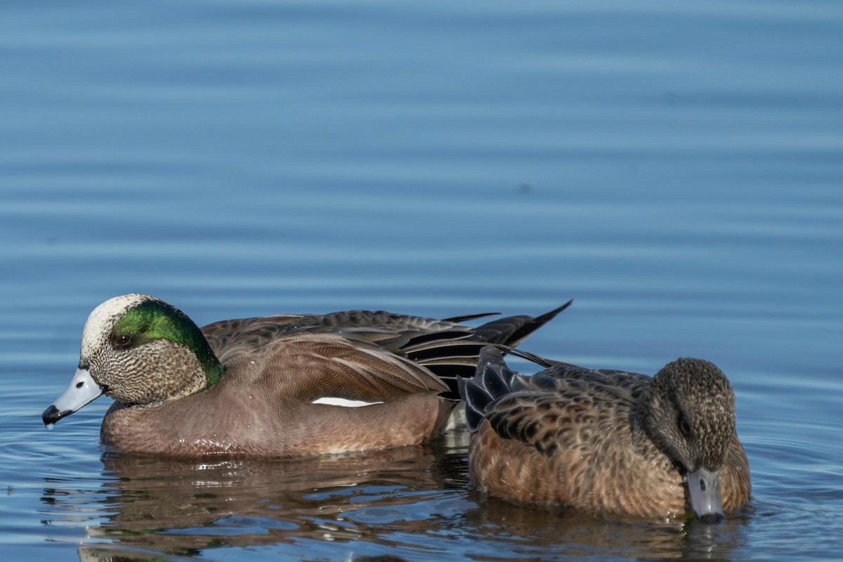 American Wigeon - ML390646421