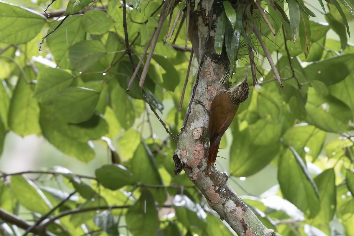 Scalloped Woodcreeper - ML390647661