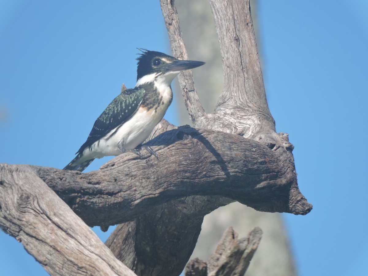 Amazon Kingfisher - ML390648501