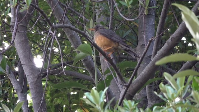 Olive Thrush - ML390648521