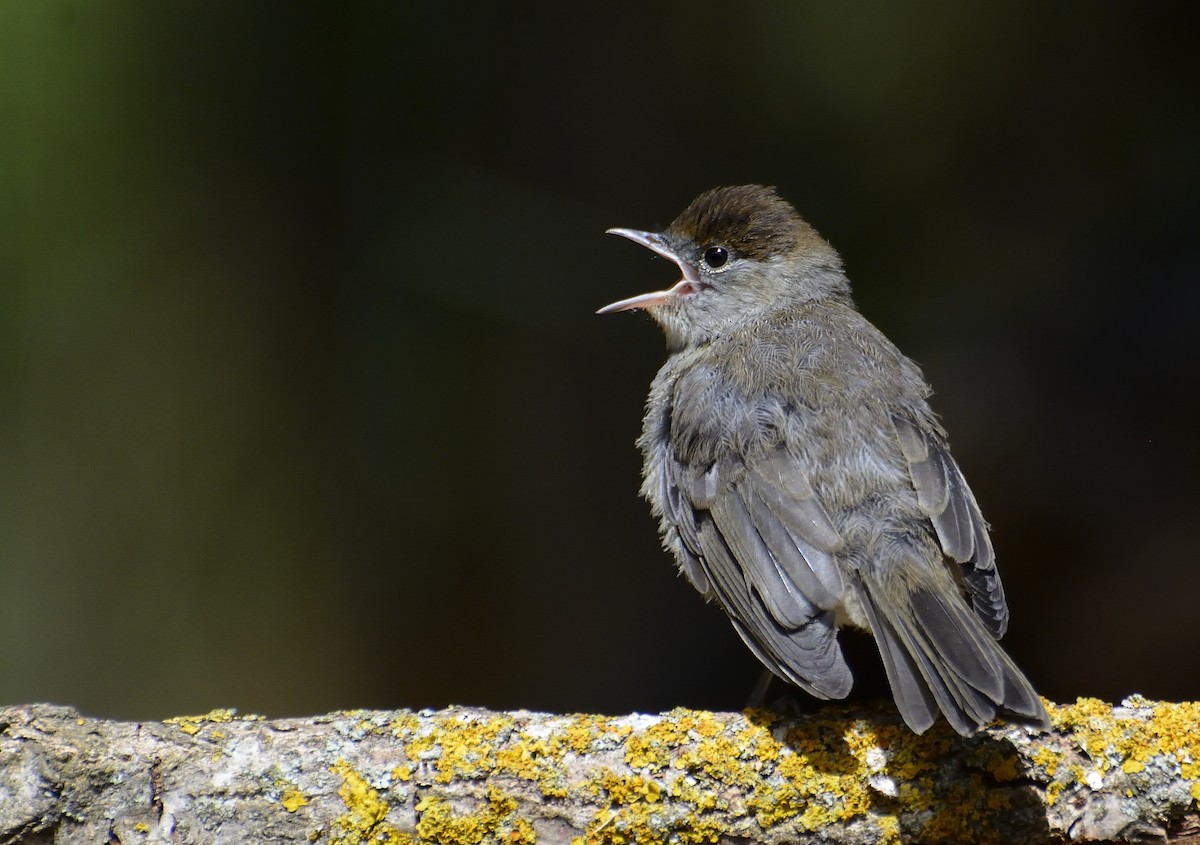 Eurasian Blackcap - ML390648711