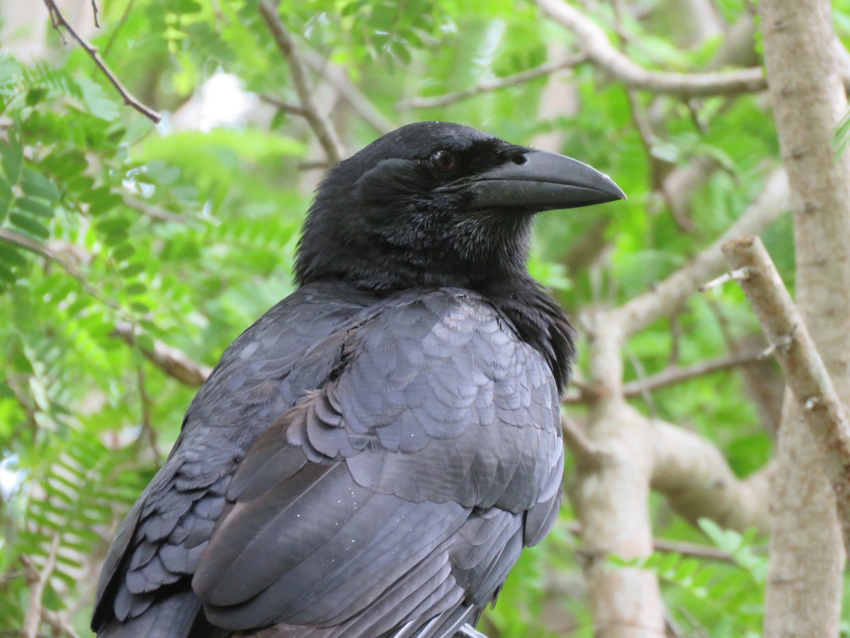 Cuban Crow - ML390649381