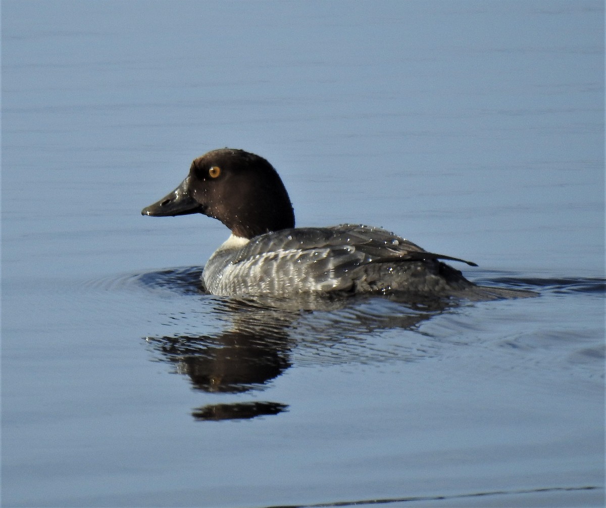 Common Goldeneye - ML390651631