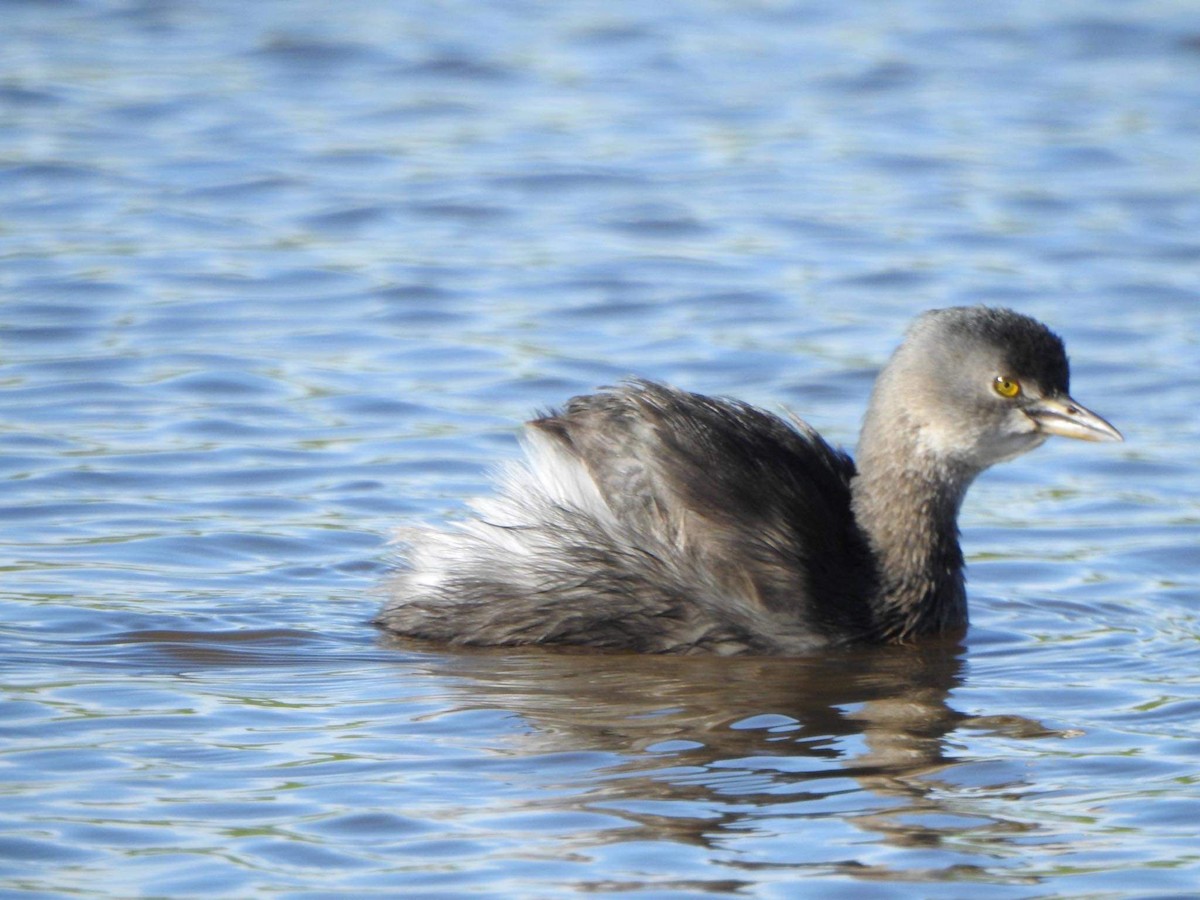 Least Grebe - ML390652501