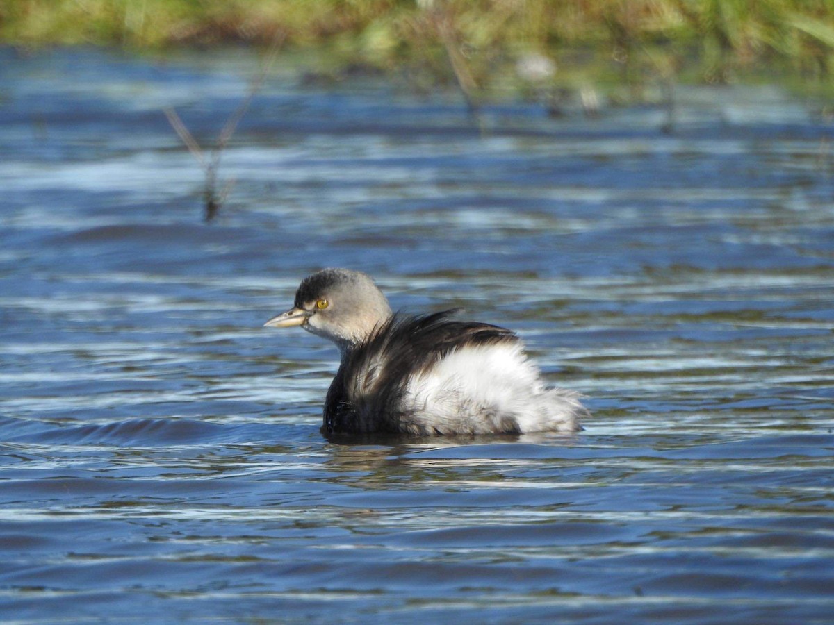 Least Grebe - ML390652521