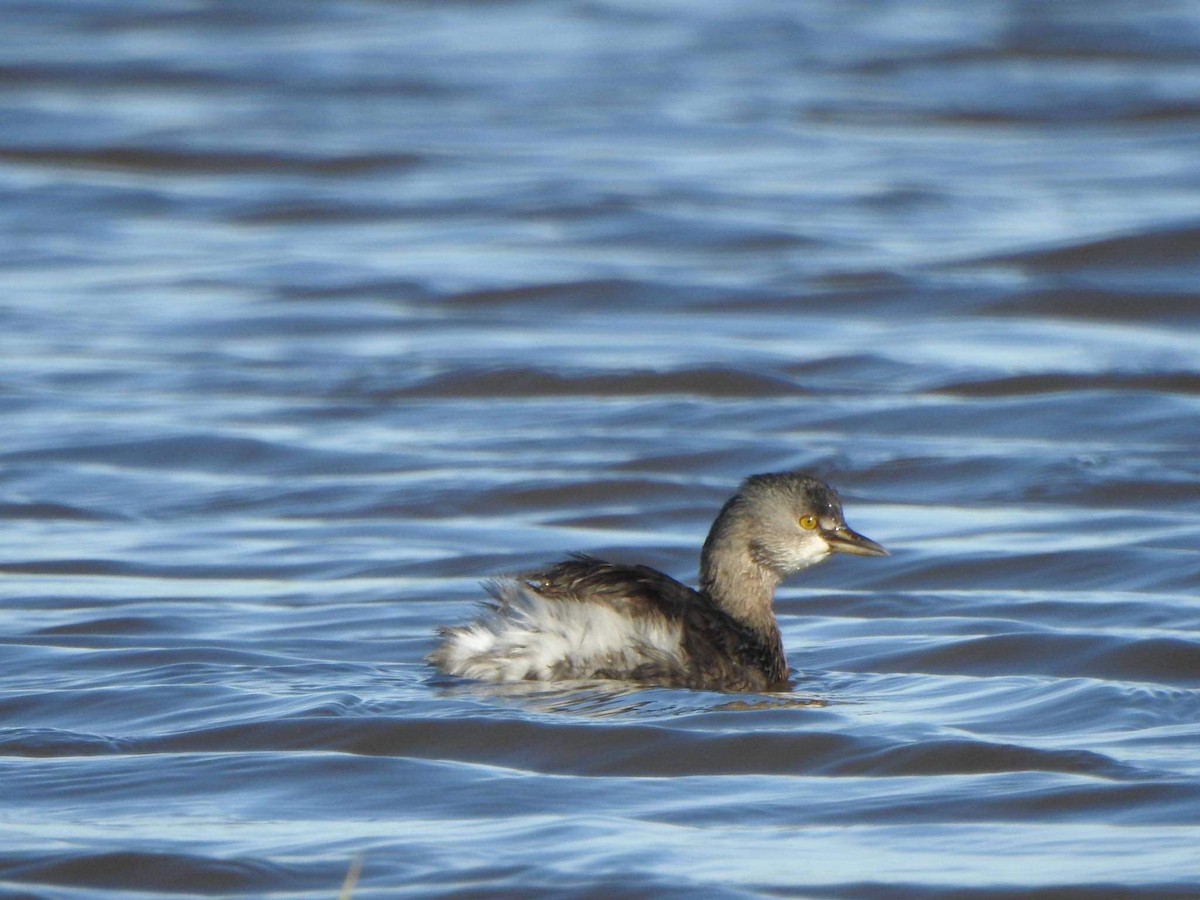 Least Grebe - ML390652551