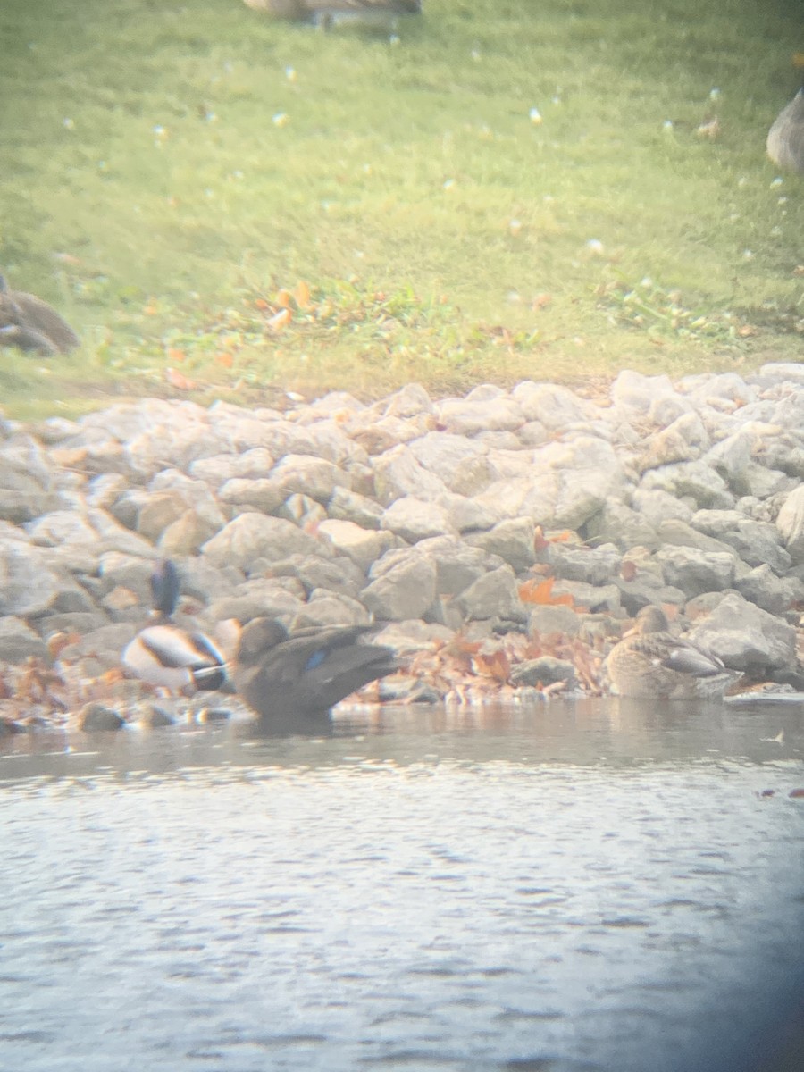 American Black Duck - ML390653741