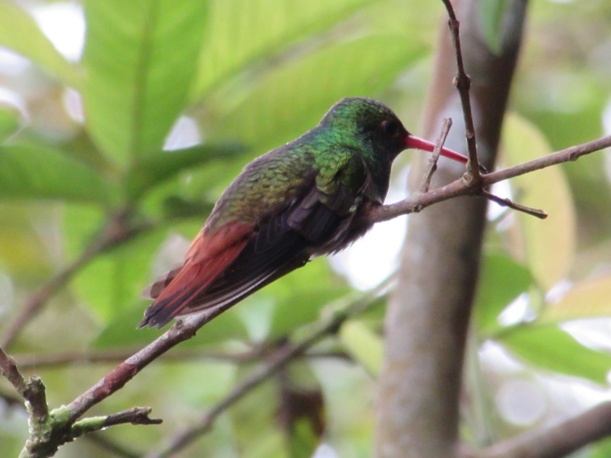 Rufous-tailed Hummingbird - Angie Paola Salazar
