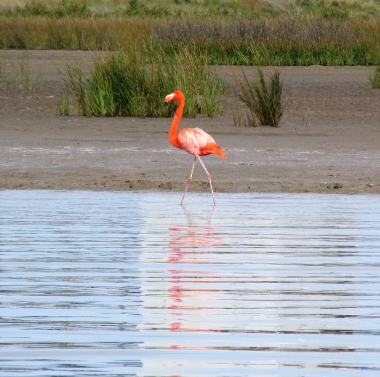 American Flamingo - ML390655841