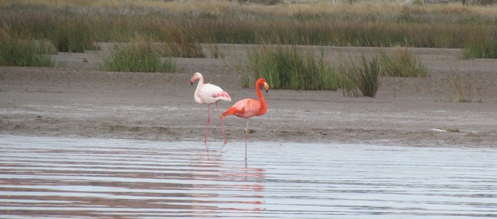 American Flamingo - ML390655861