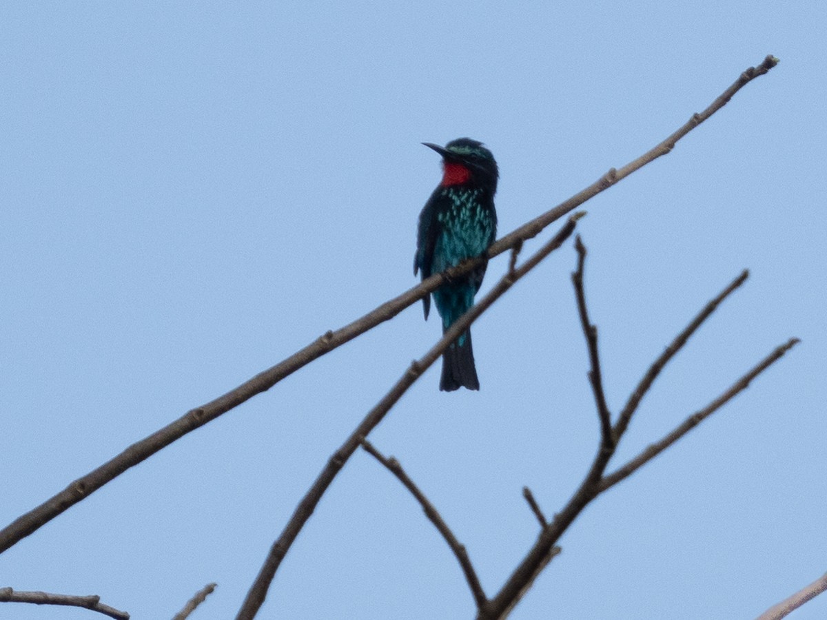 Black Bee-eater - ML390657461