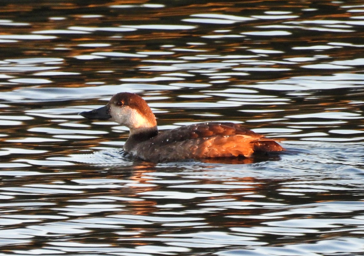 Black Scoter - ML390658181