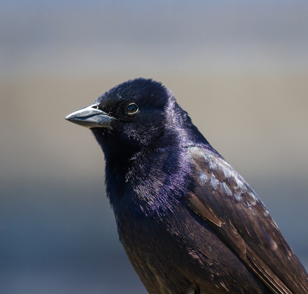 Shiny Cowbird - ML390658381