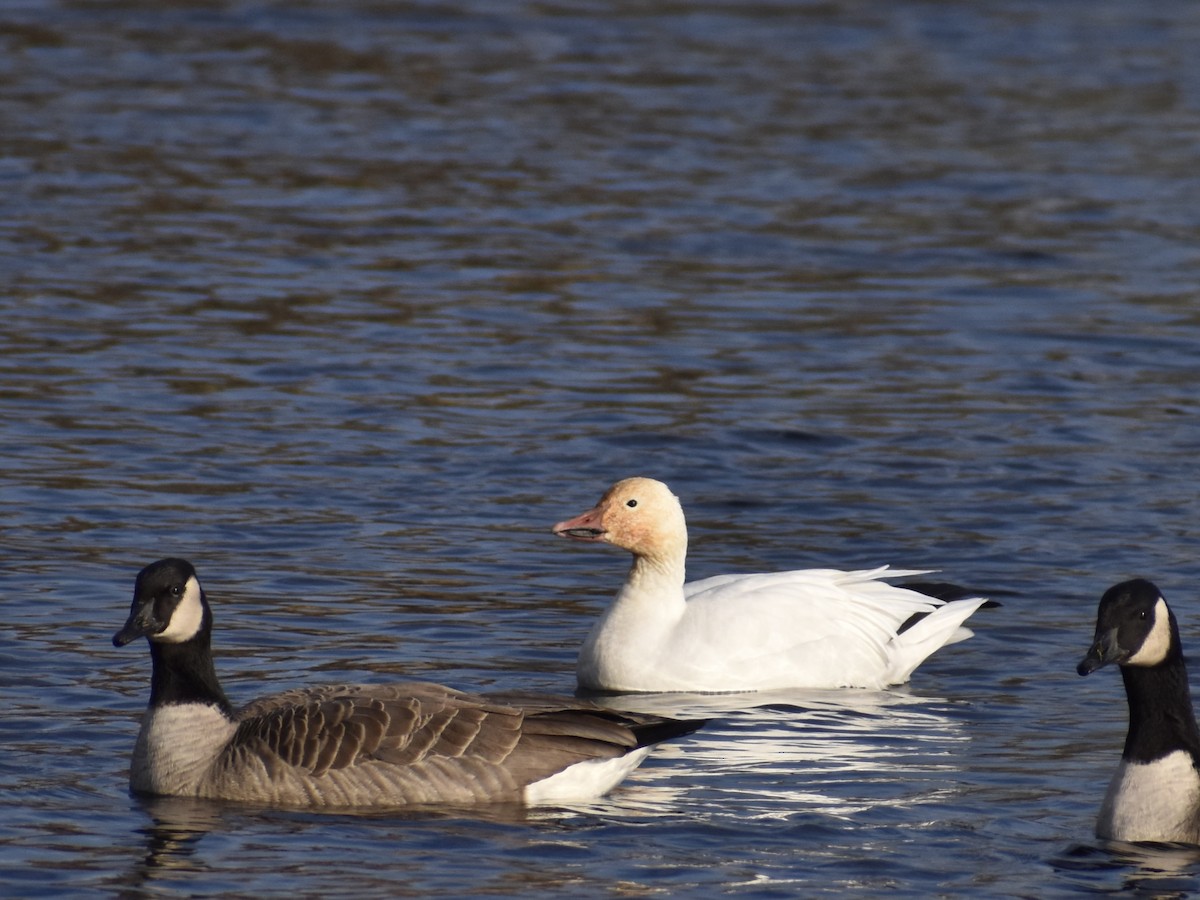 Snow Goose - ML390659741