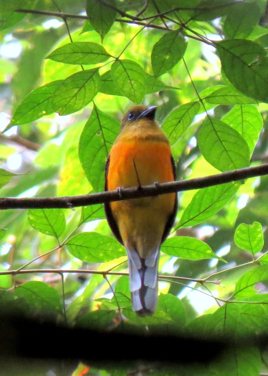 Turuncu Göğüslü Trogon - ML390660181