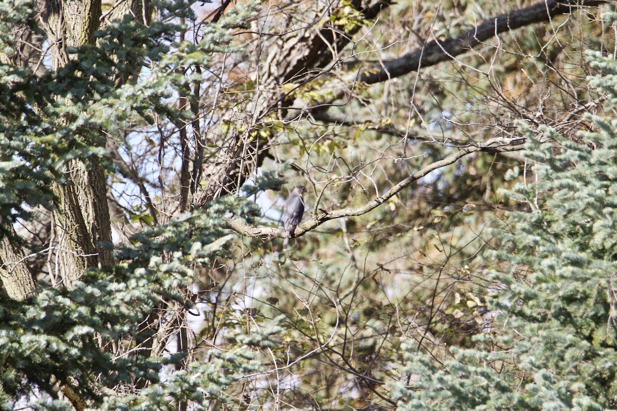 Cooper's Hawk - ML390660301