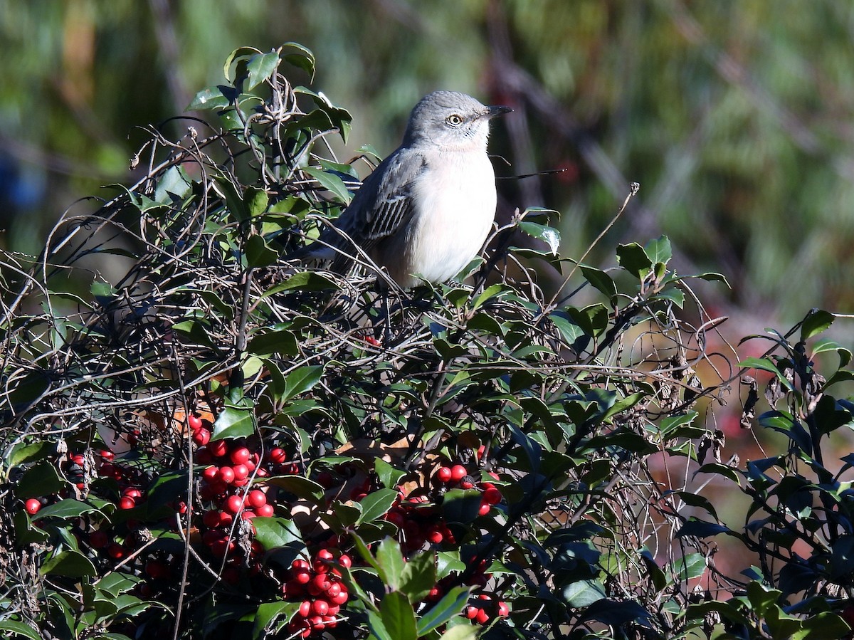 Northern Mockingbird - ML390661681