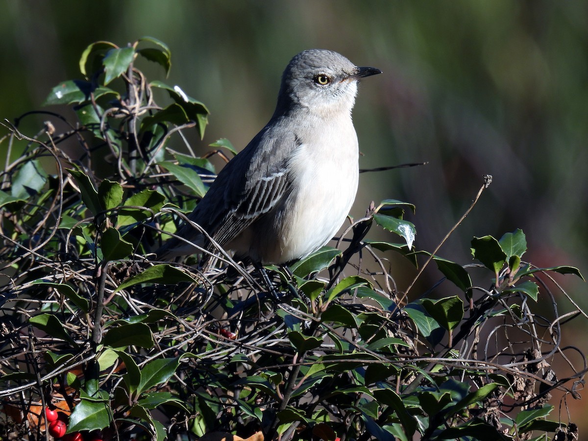 Northern Mockingbird - Douglas Cioffi