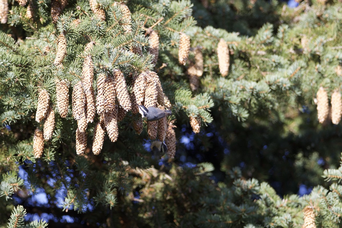 Red-breasted Nuthatch - ML390662171