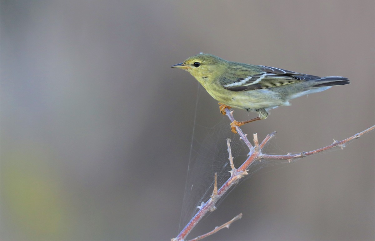 Blackpoll Warbler - ML390662941