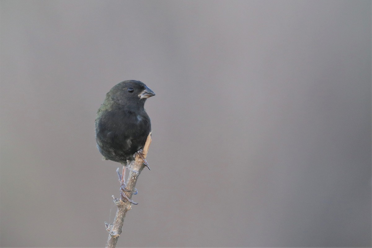 Black-faced Grassquit - ML390663321