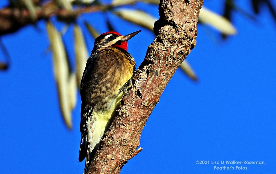 Yellow-bellied Sapsucker - ML390663361