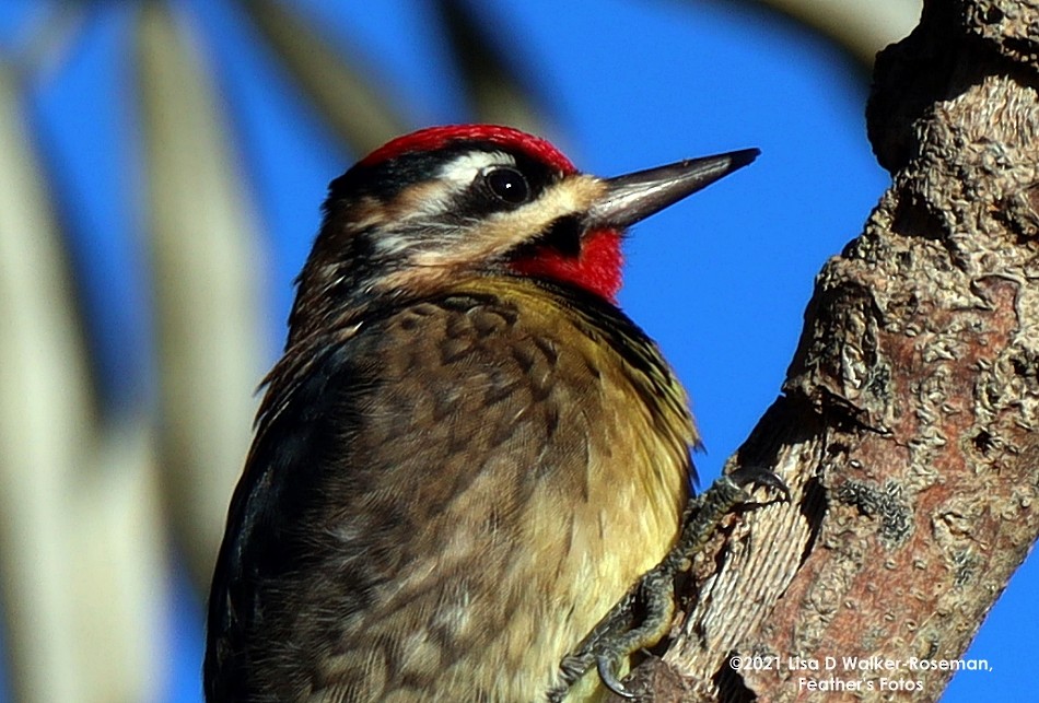 Yellow-bellied Sapsucker - ML390663381