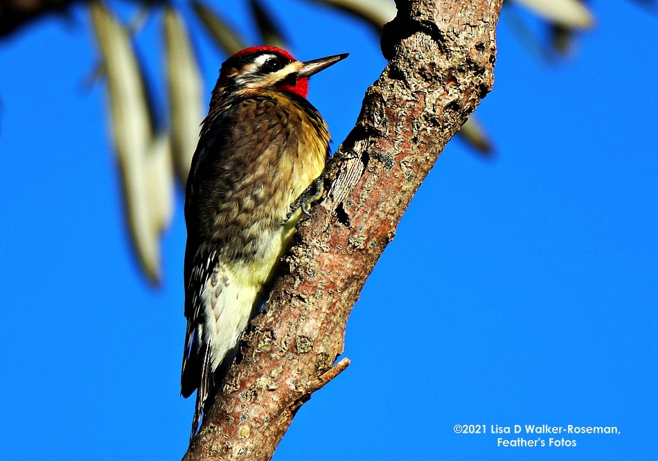 Yellow-bellied Sapsucker - ML390663391