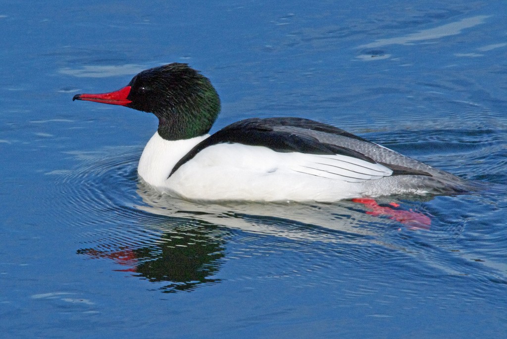 Common Merganser - ML390664291