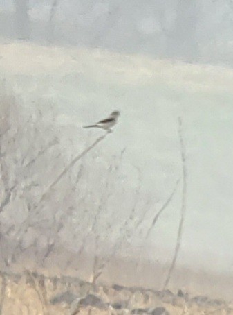Northern Shrike - ML390668691