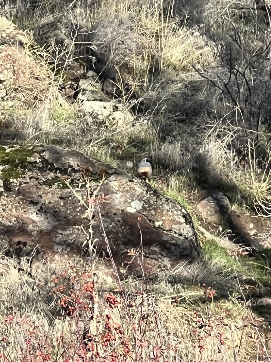 California Quail - ML390668781