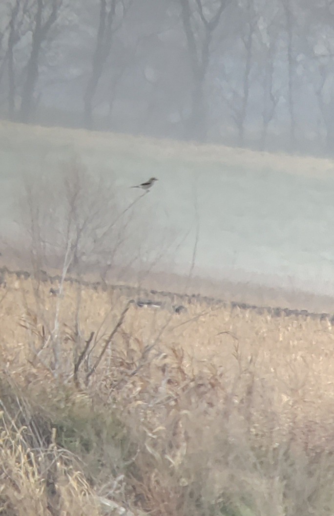 Northern Shrike - ML390668821