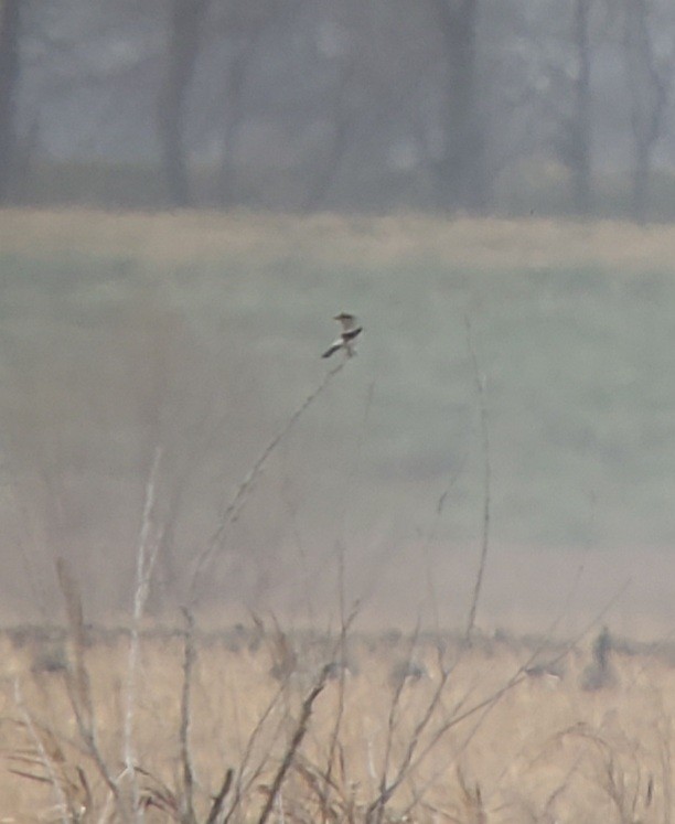 Northern Shrike - ML390668861